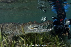 Sea Crocodiles by Tomas Melicharek 